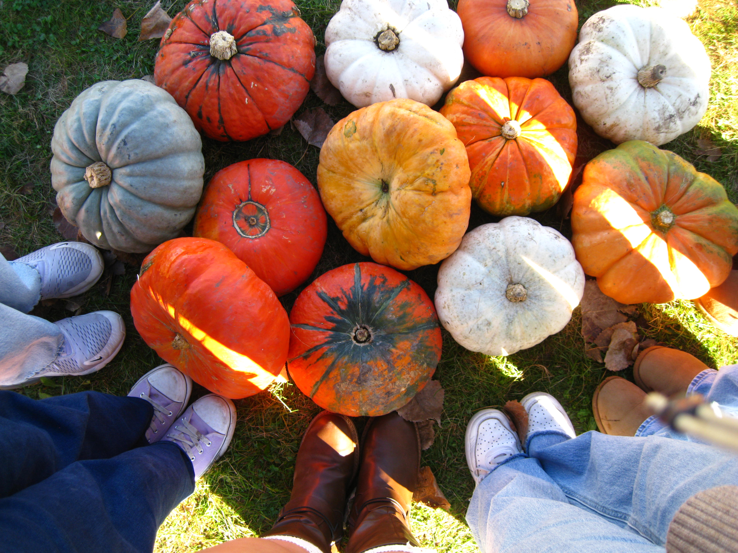 Array of colorful pumpkins on grass. Photo by: Alina Brinza