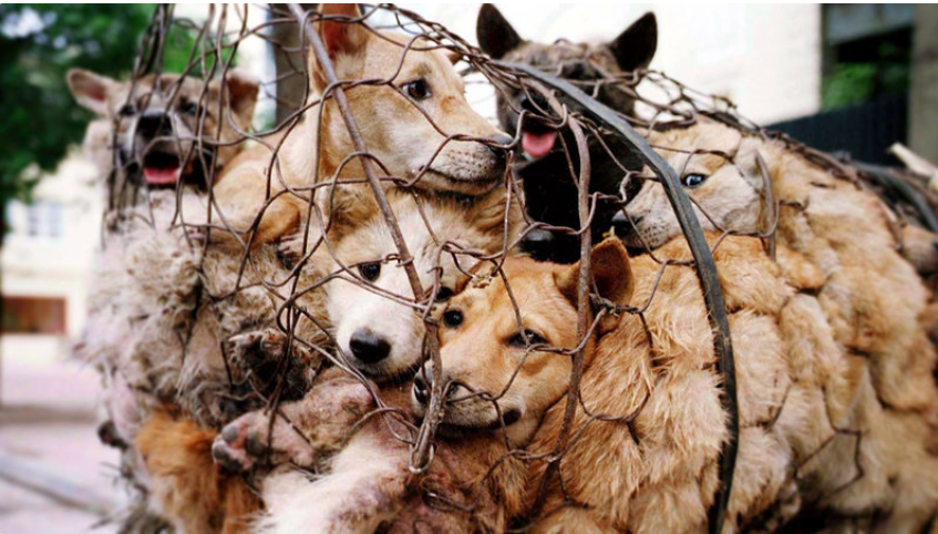 Dogs being caged up and shipped to pet companies. Photo credits: One Health and Development Initiative.